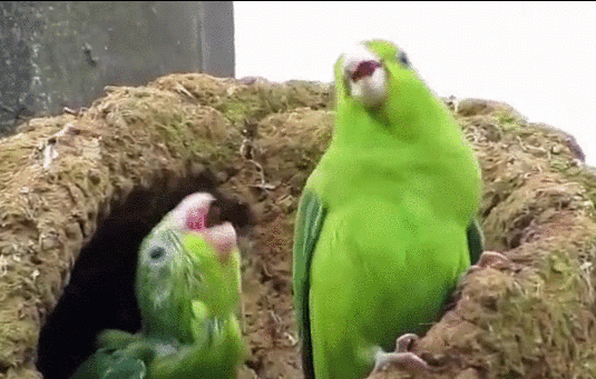 PayPal 9: Party Parrots.